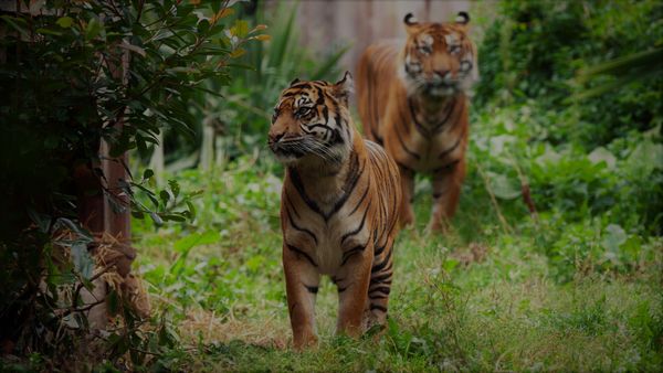 Release Your Wild Side At ZSL London Zoo